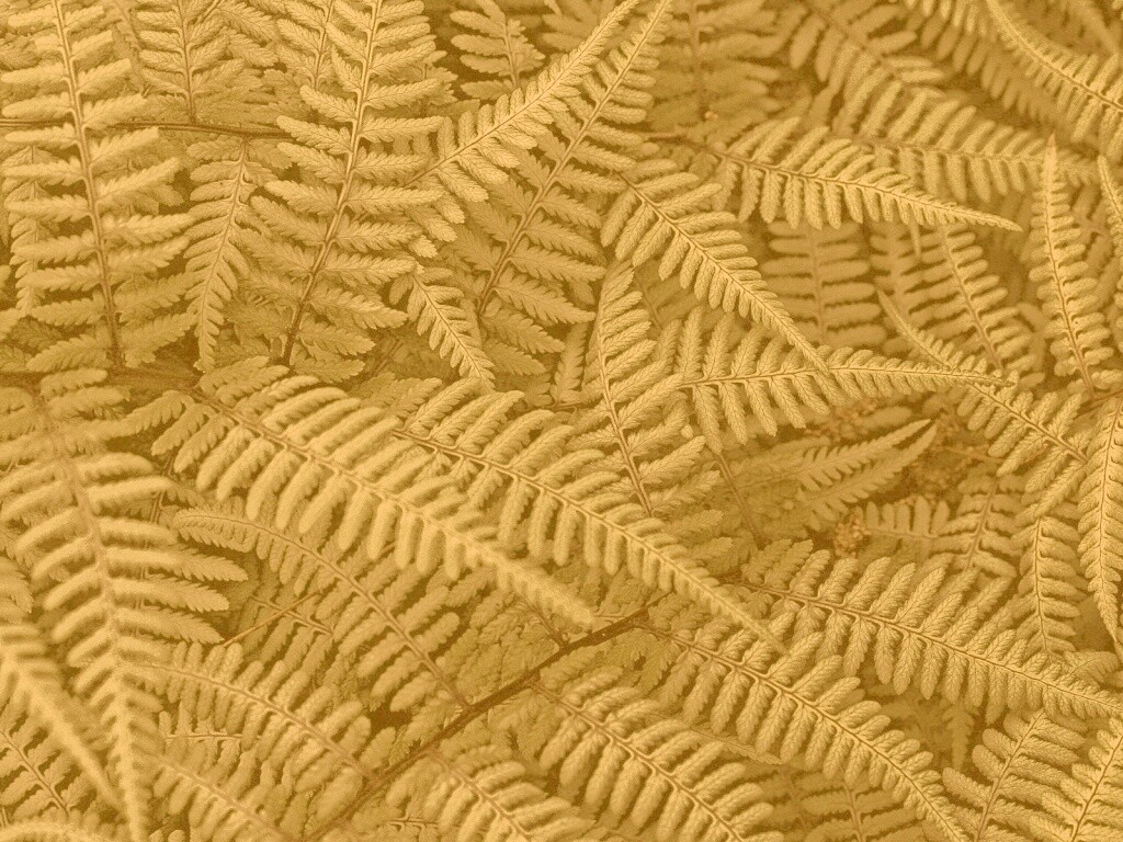 Папоротник обои