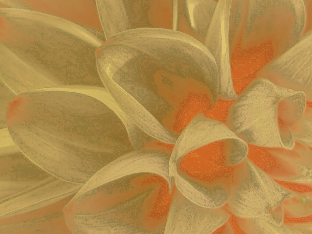 Лепестки обои