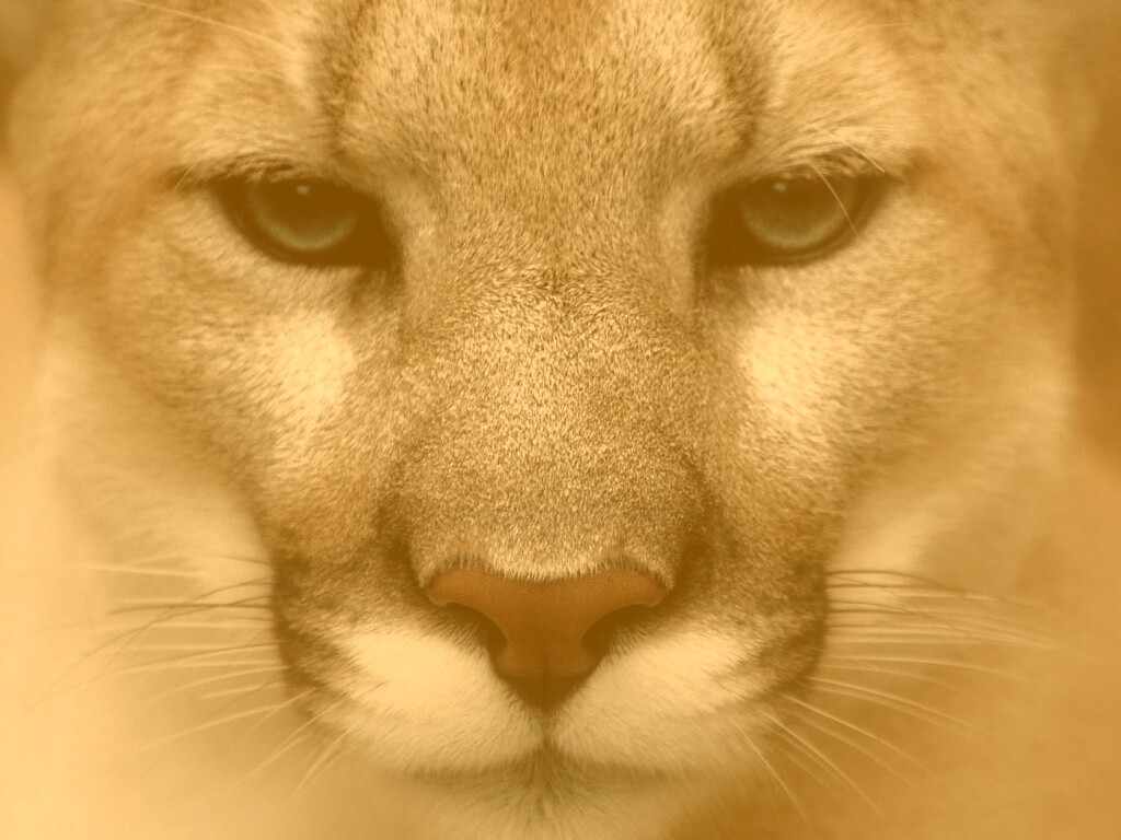 Взгляд большой кошки обои