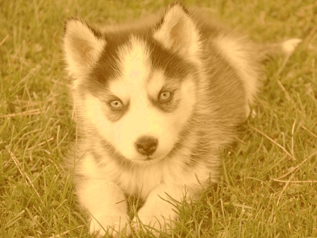 Голубоглазый щенок хаски обои