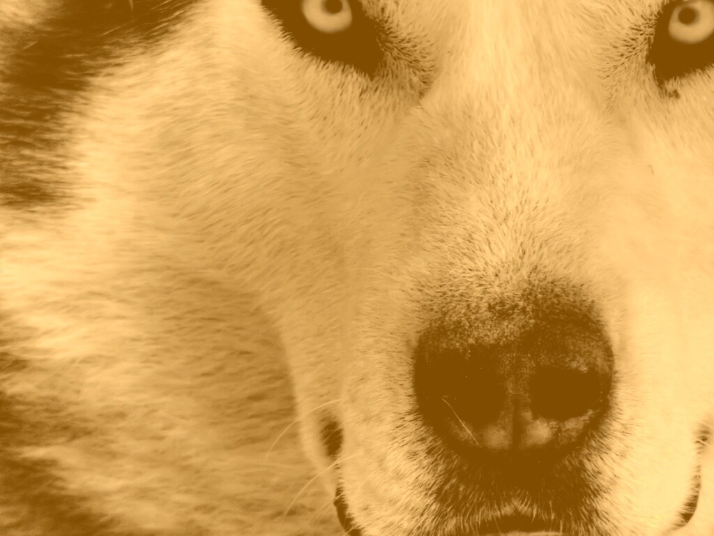 Сибирский хаски обои