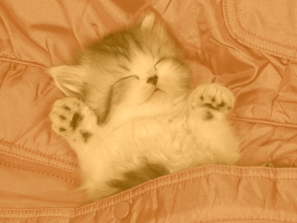 Котенок на розовой куртке обои