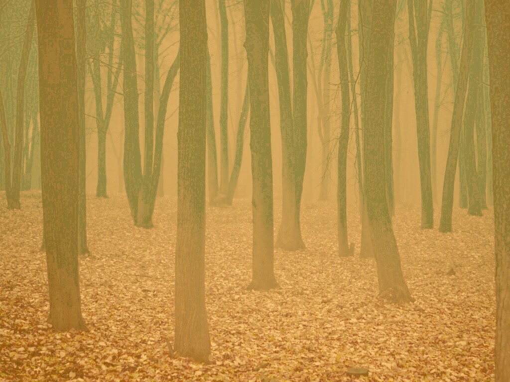 Таинственный лес обои