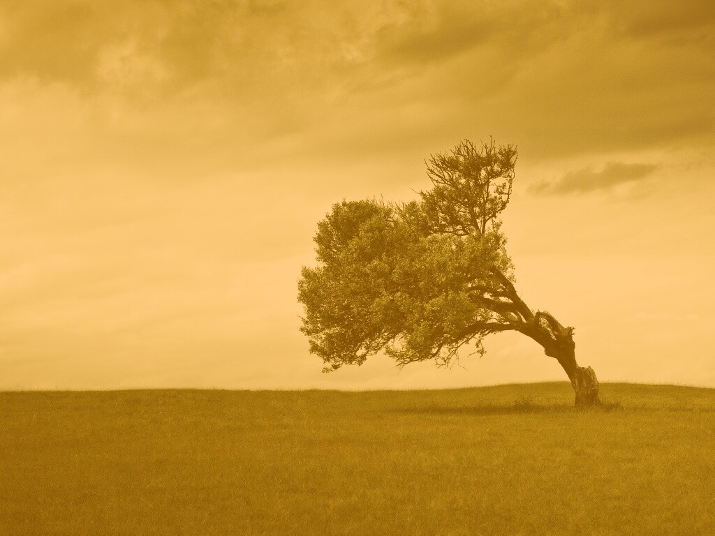 Склоненное дерево обои