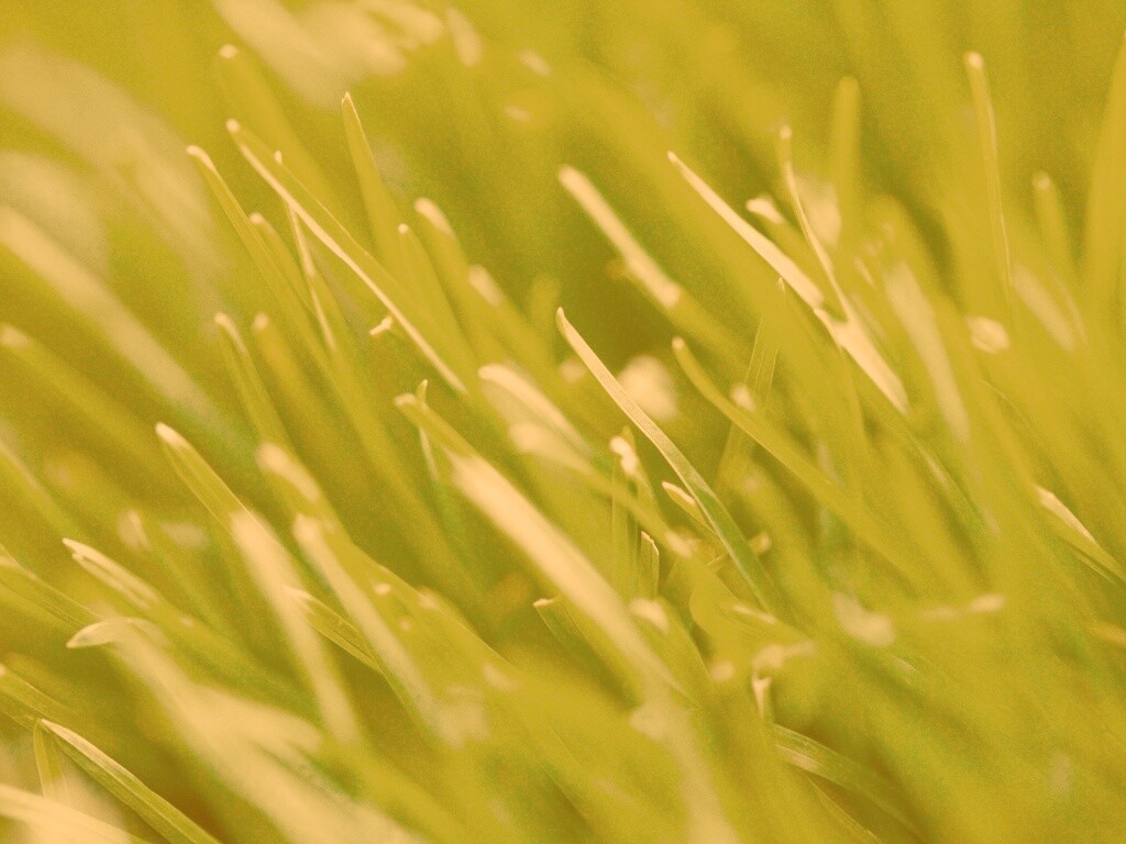 Зеленая свежая трава обои