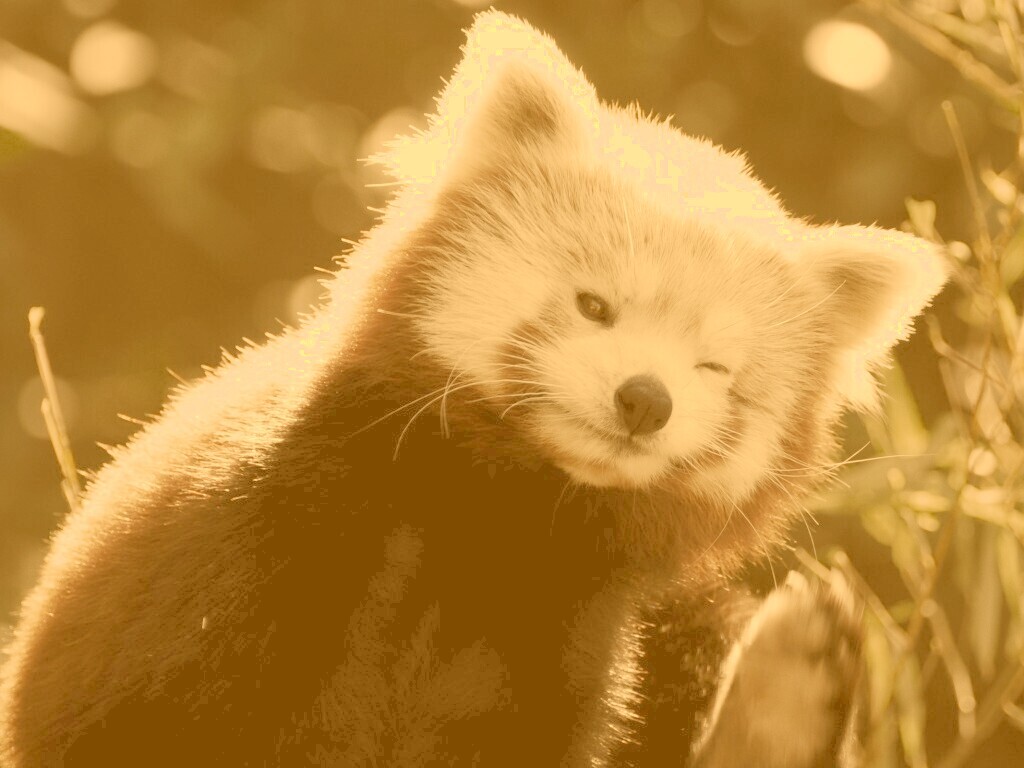 Красная панда подмигивает обои