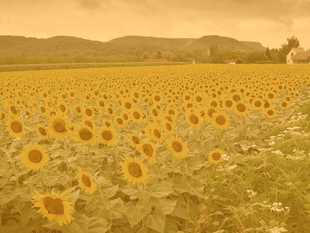 Живописное поле подсолнухов обои