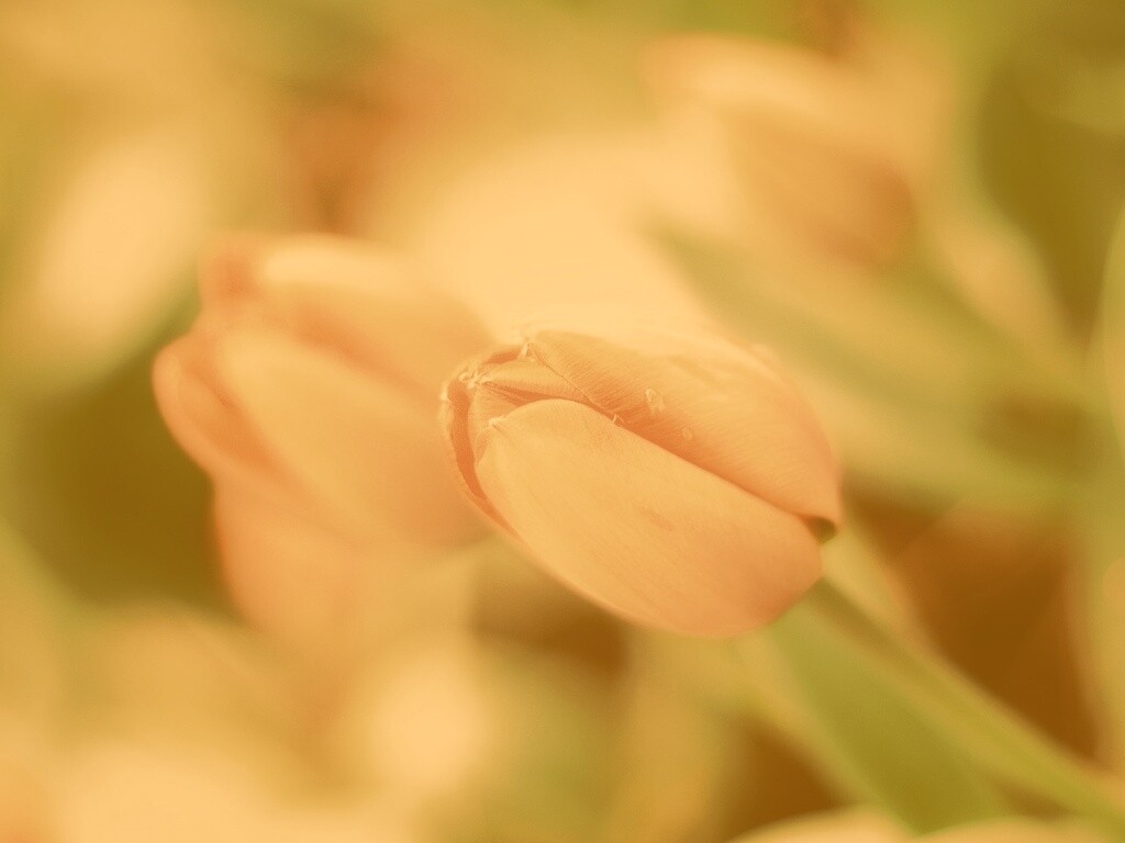 Красивый тюльпан обои