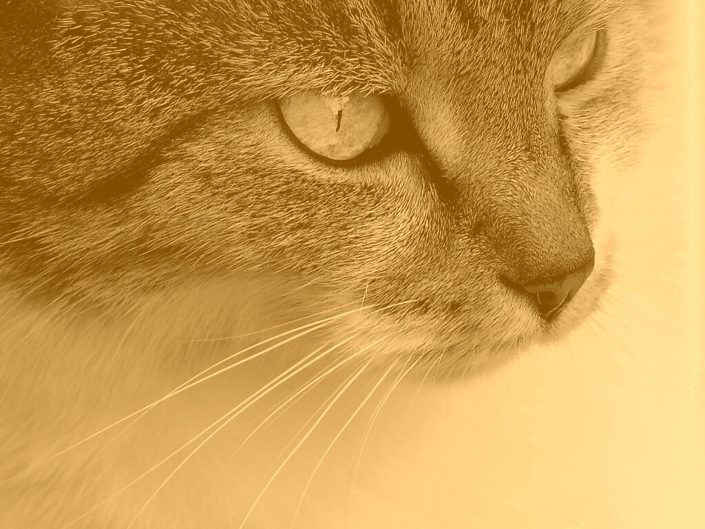 Очень красивый кот обои