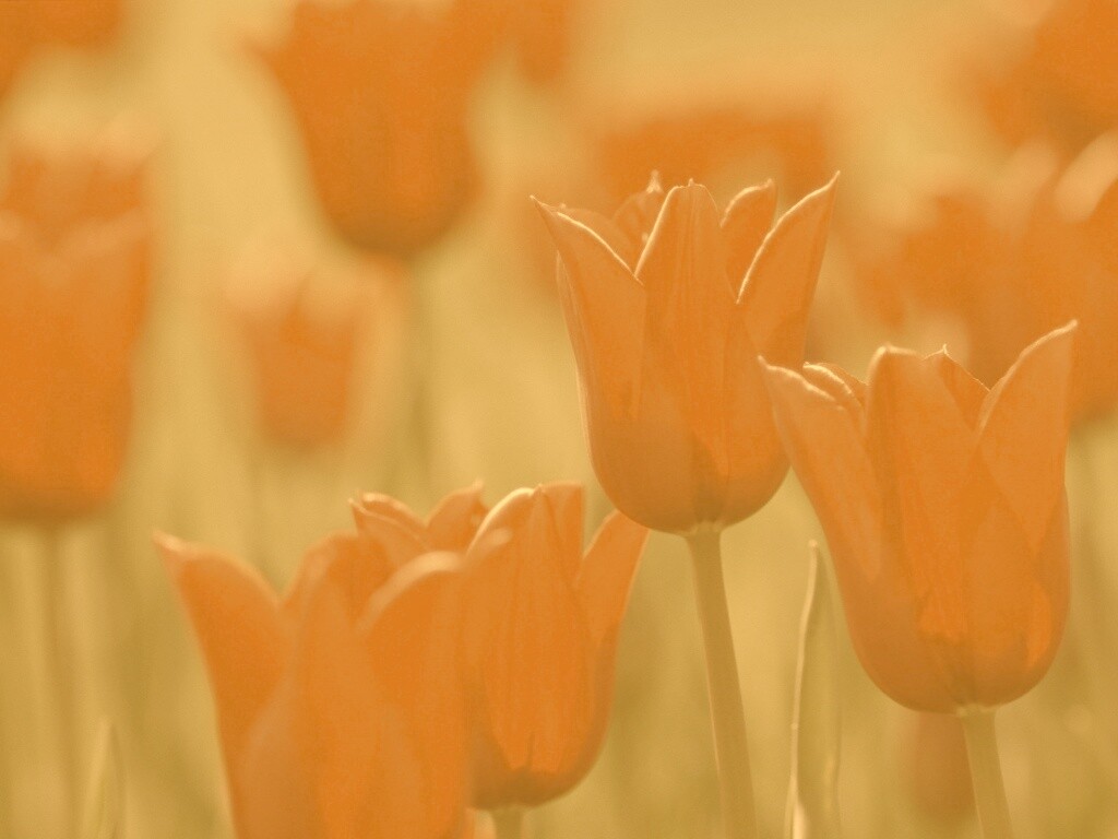 Красные цветы обои