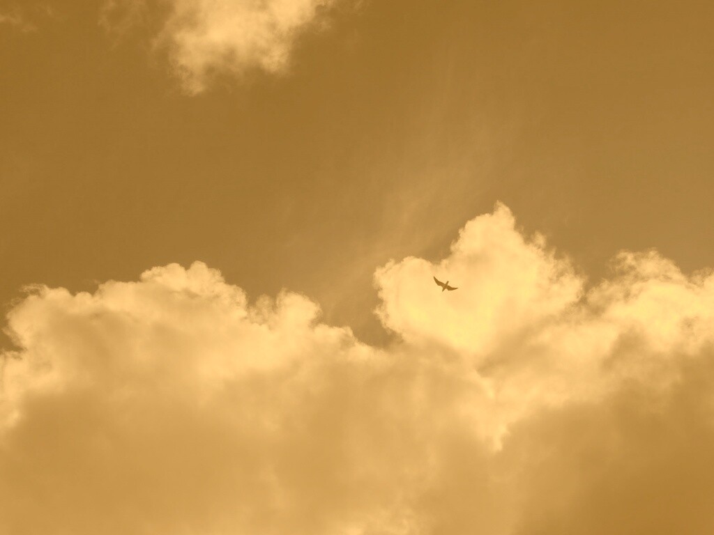 Птица в небе обои