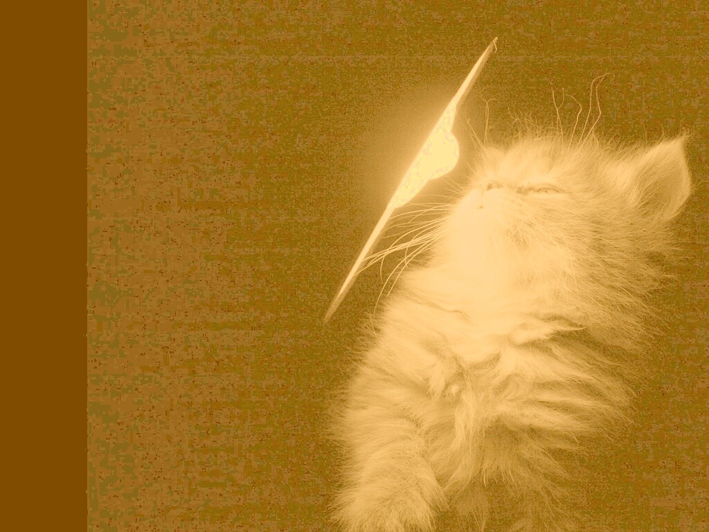 Котя на свету обои