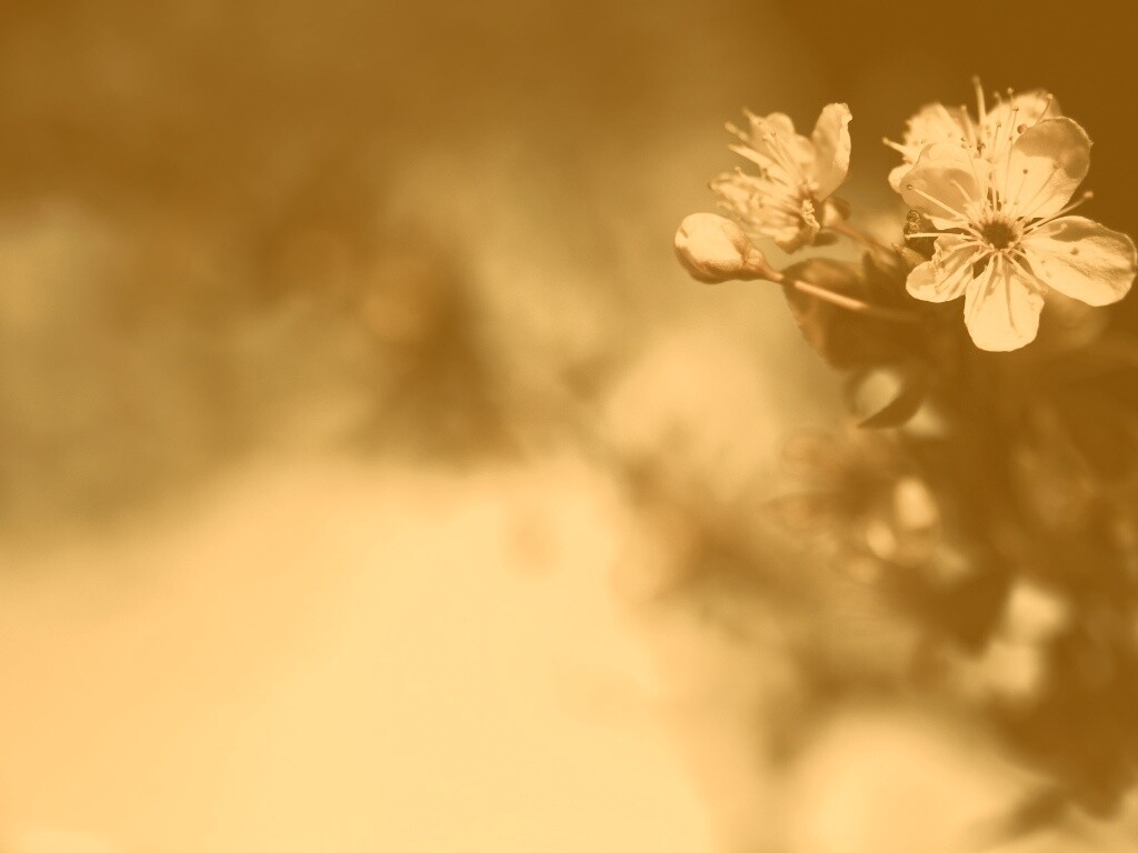 Цветок вишни обои