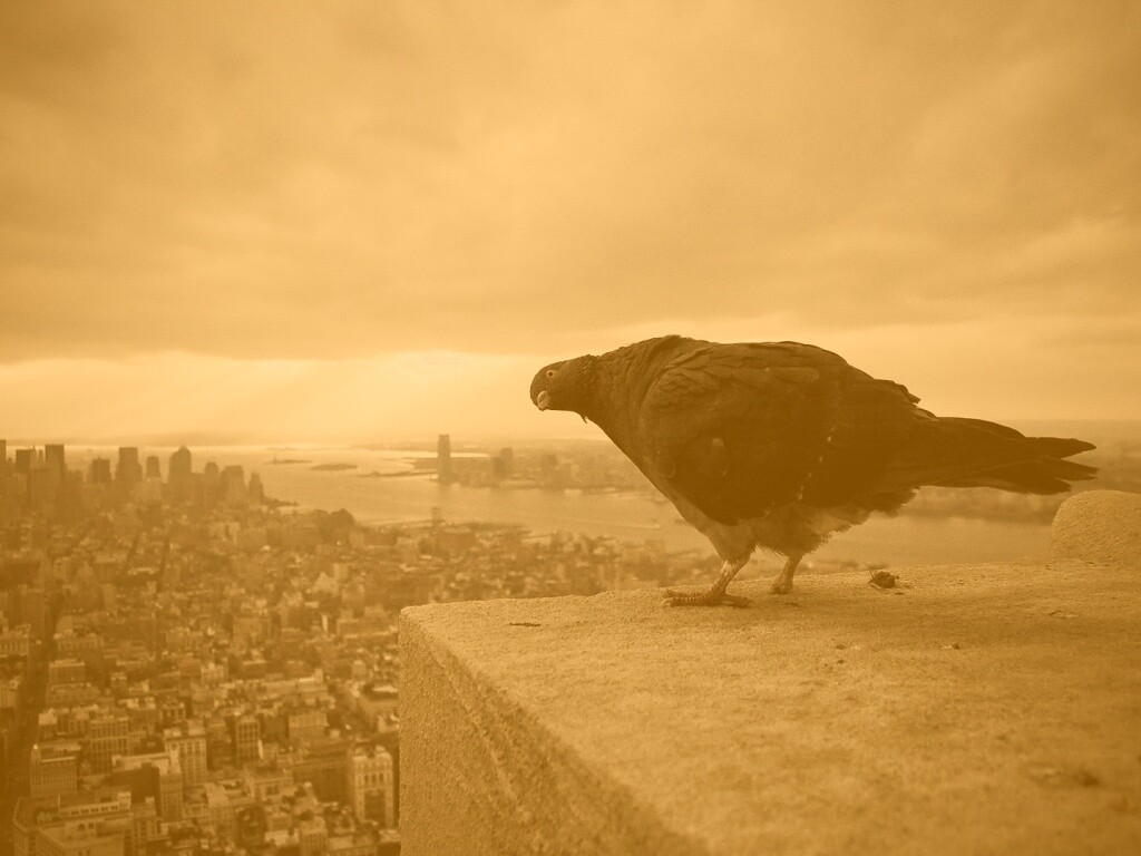 Любознательный голубь обои