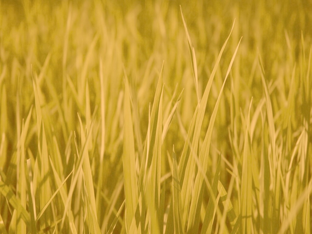 Яркая сочная трава обои