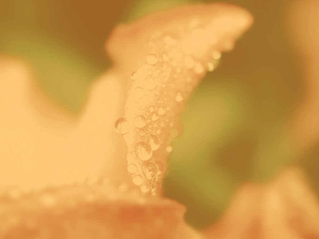 Капли росы на лепестке обои