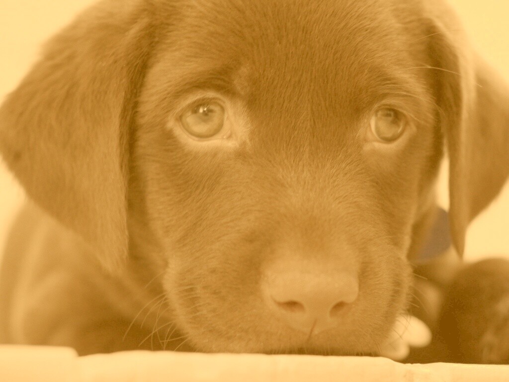 Пушистый шоколадка обои