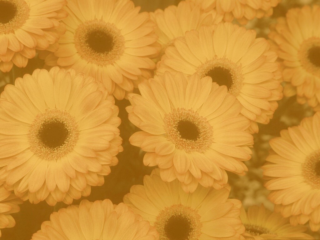Желтые герберы обои