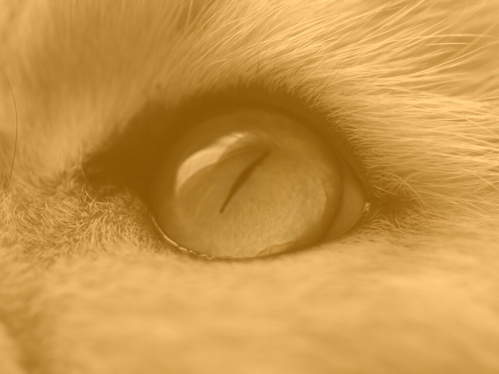 Кошачий глаз обои