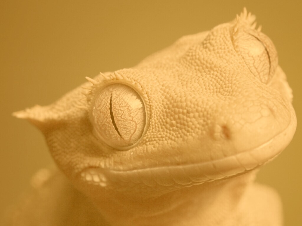 Лягушка обои