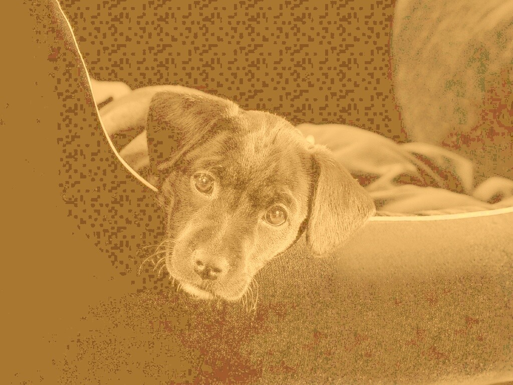 Собачка в сумке обои