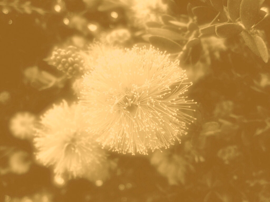 Сказочный цветок обои