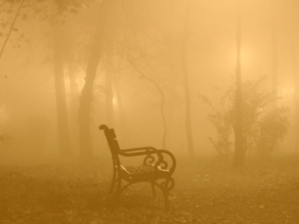 Темный лес обои