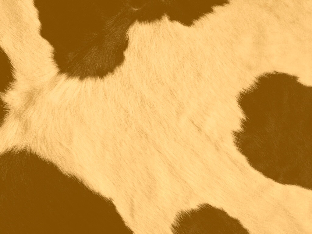 Шкура коровы обои