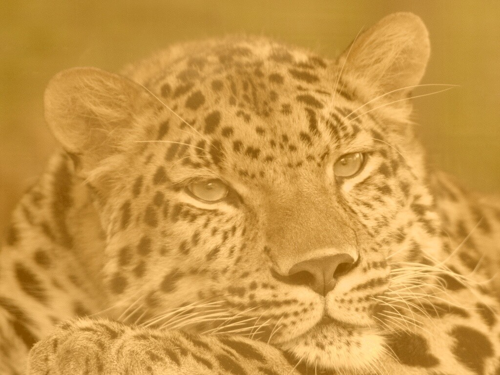 Злопасный ягуляр обои