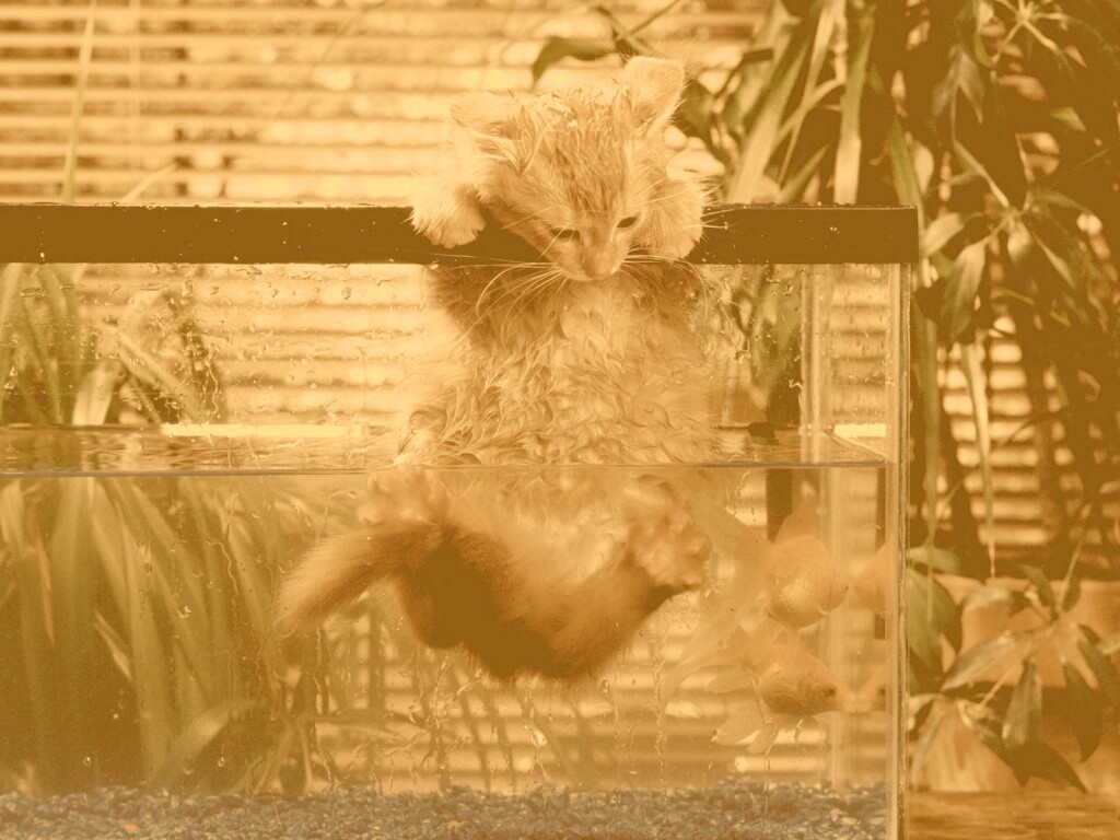 Мокрая киска обои