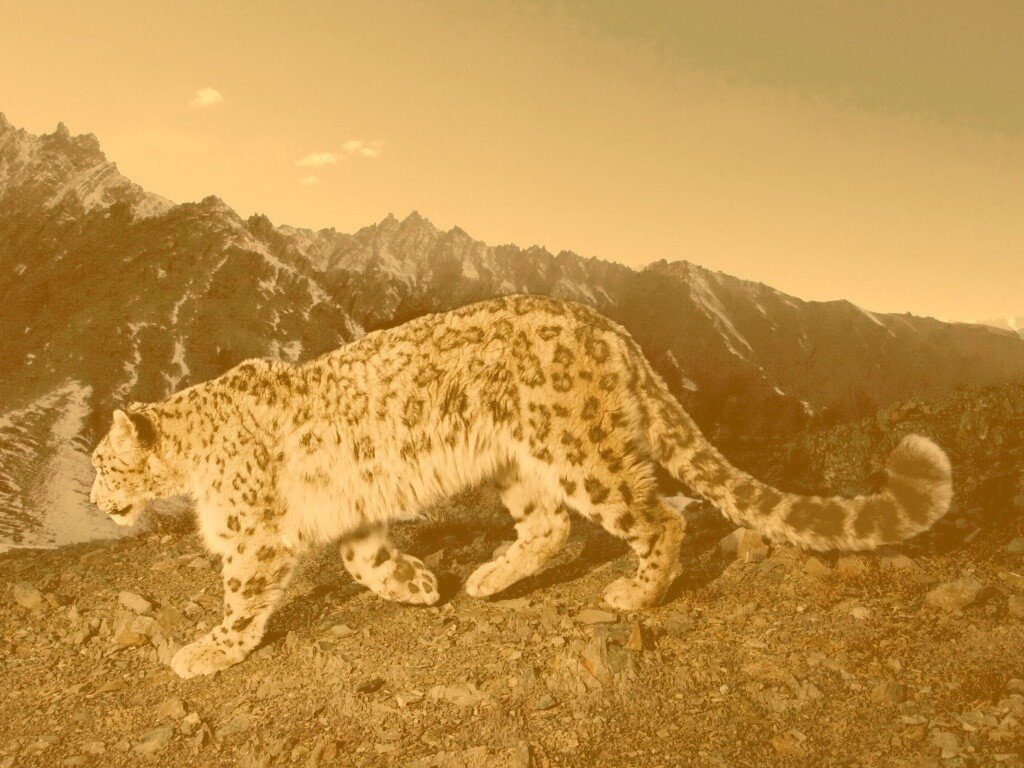 Леопард обои