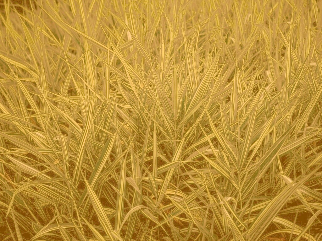 Дикая трава обои