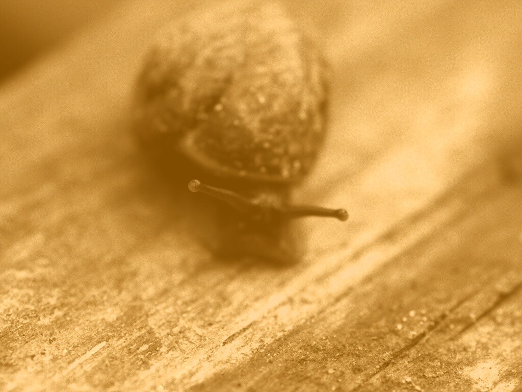 Улитка на ветке обои