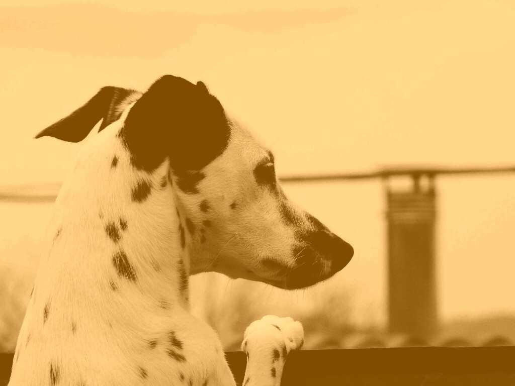 Долматинец смотрит вдаль обои