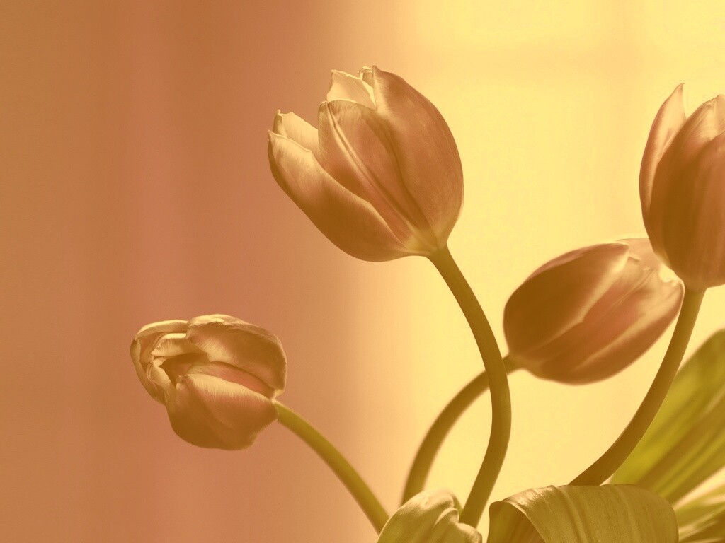 Сиреневые цветы обои