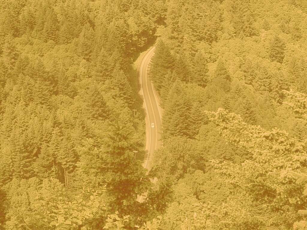 Лесная трасса обои