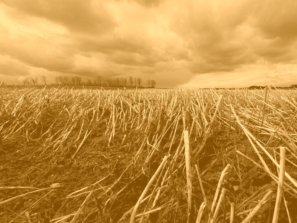 Убранное поле обои