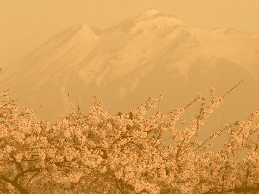 Цветение вишни в горах обои