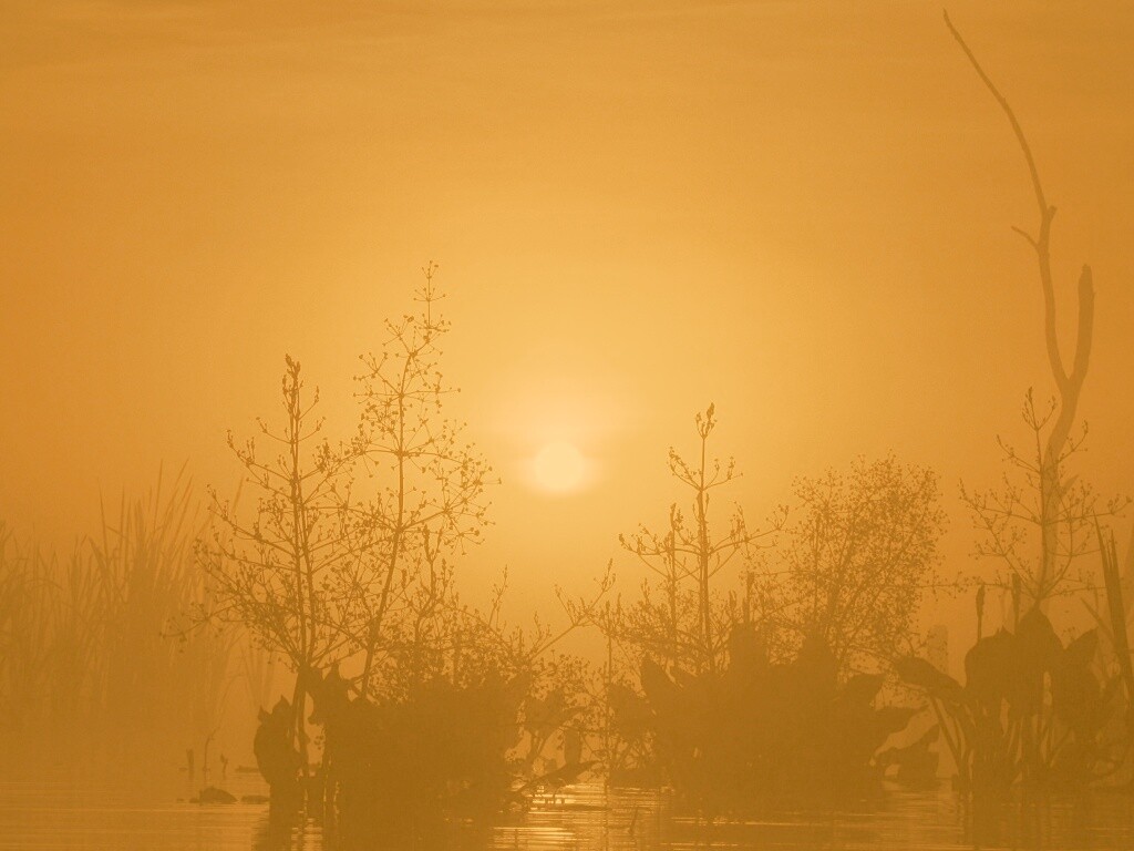 Доисторическое утро обои