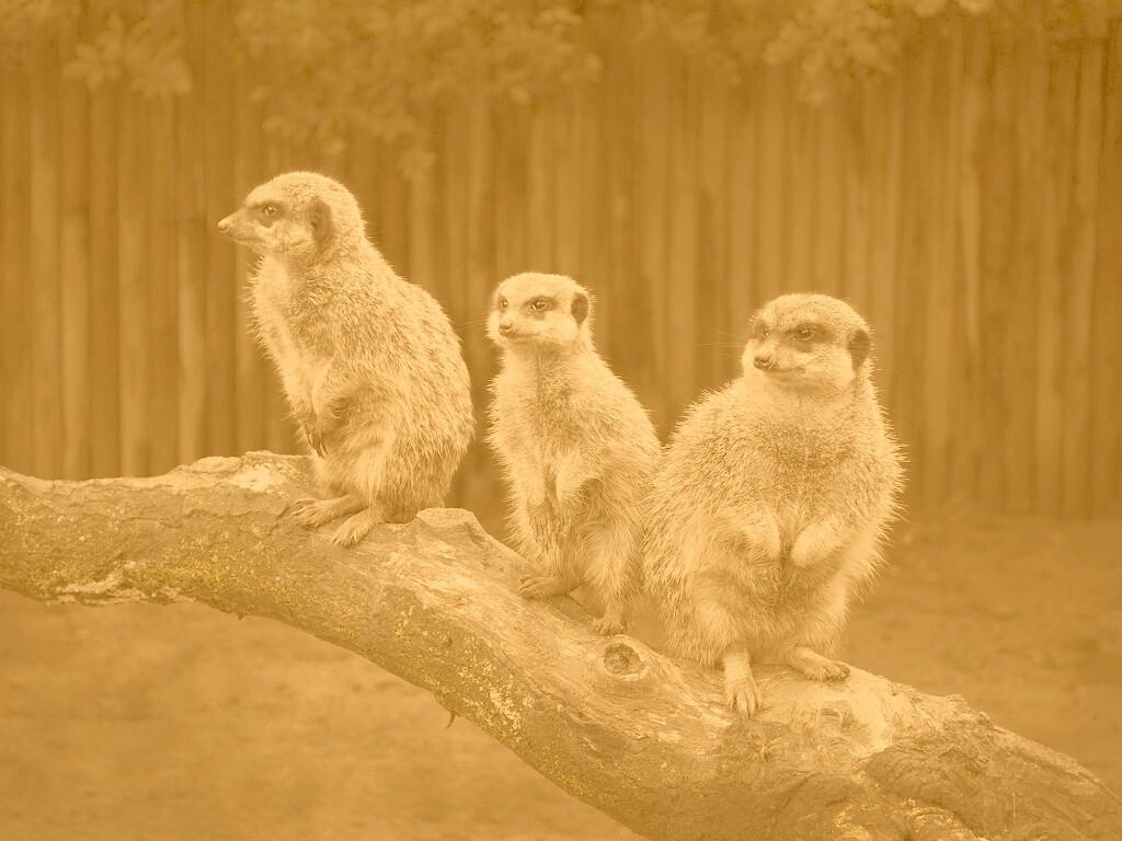 В дозоре обои