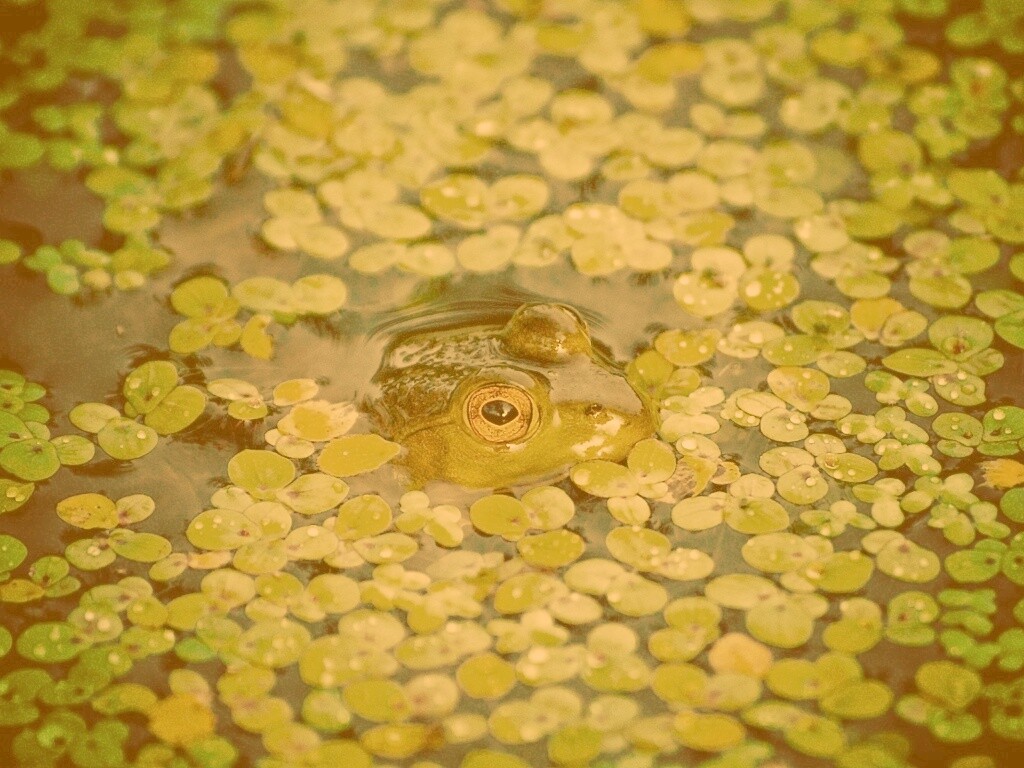 Маленькая лягушка обои