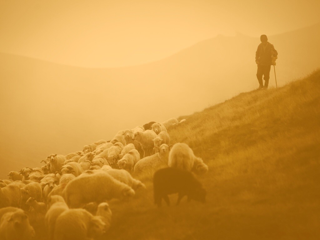 Пастух и стадо обои