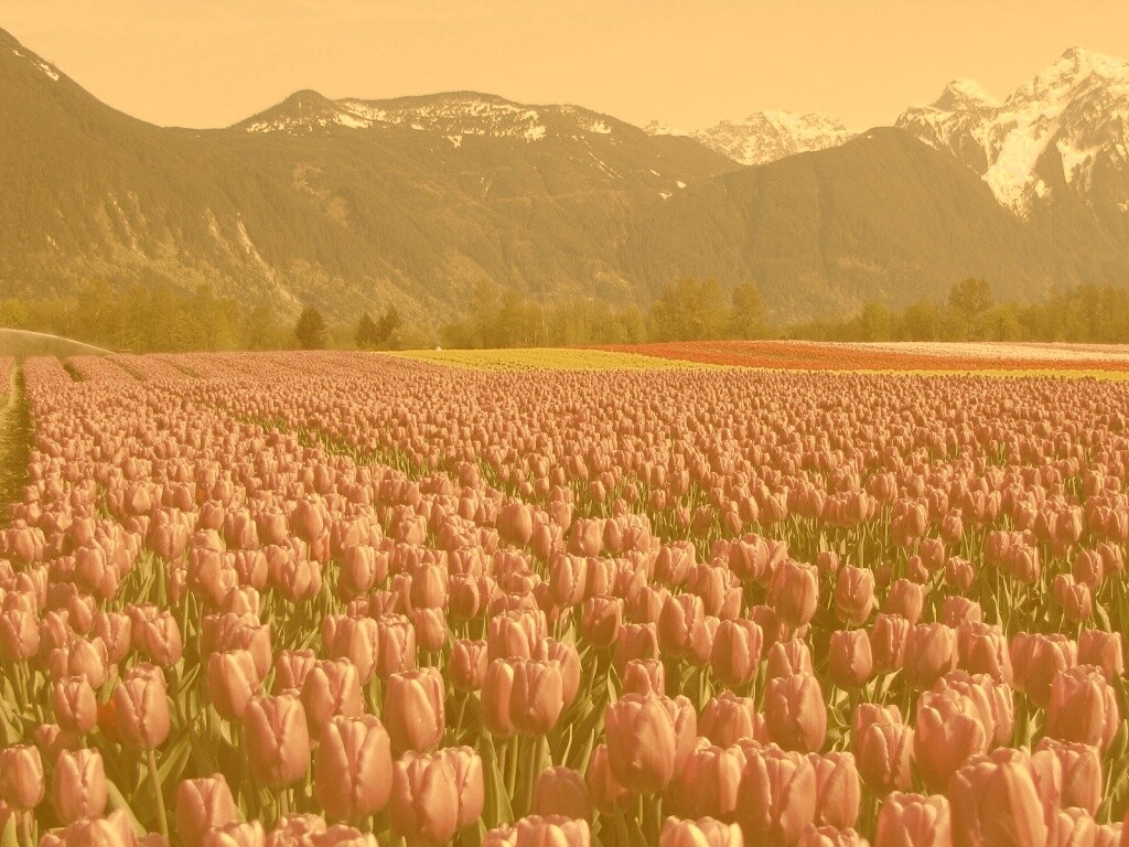 Поле тюльпанов обои