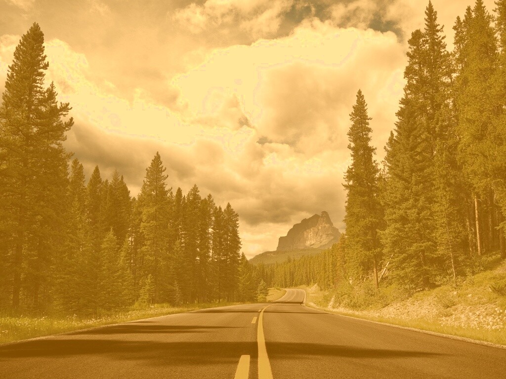 Красивая лесная дорога обои