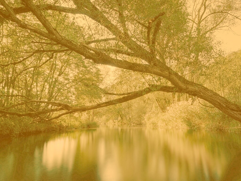 Спокойная лесная река обои