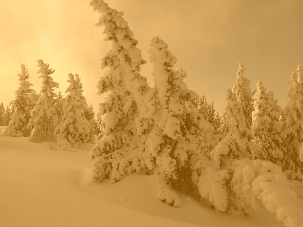 Ели в снегу обои