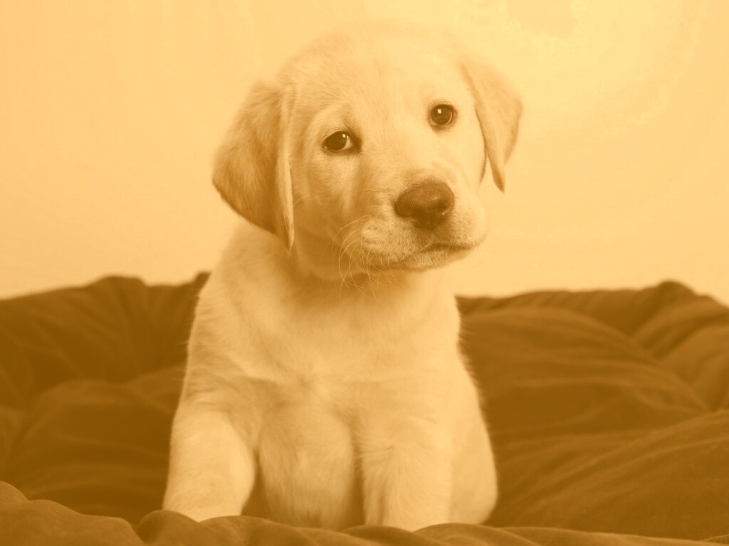 Маленький щеночек обои
