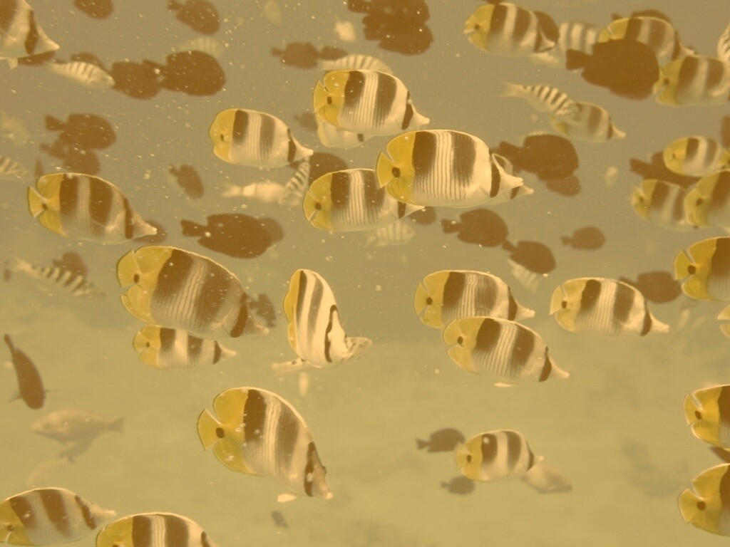 Косяк тропических рыбок обои