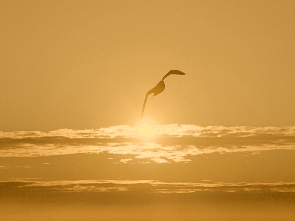 Морская чайка обои