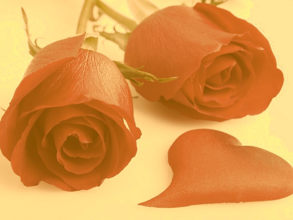 Две красные розы обои